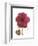 Magenta Magnolia-Albert Koetsier-Framed Premium Giclee Print