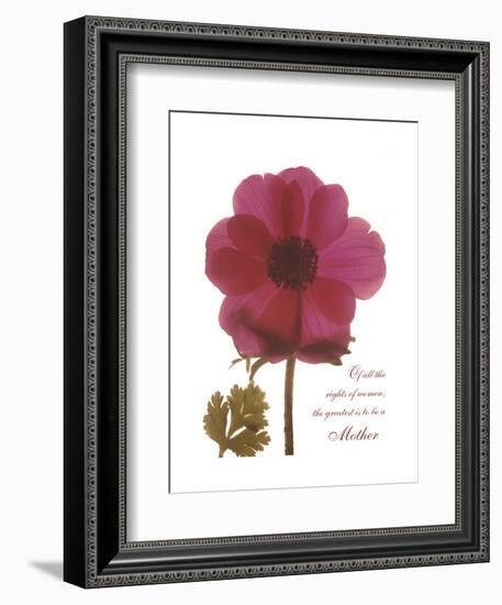 Magenta Magnolia-Albert Koetsier-Framed Premium Giclee Print