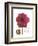 Magenta Magnolia-Albert Koetsier-Framed Premium Giclee Print