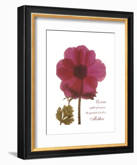 Magenta Magnolia-Albert Koetsier-Framed Premium Giclee Print