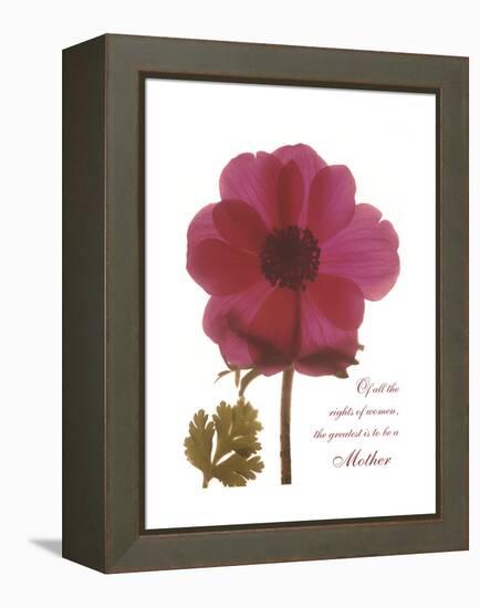 Magenta Magnolia-Albert Koetsier-Framed Stretched Canvas