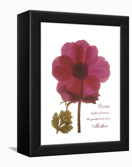 Magenta Magnolia-Albert Koetsier-Framed Stretched Canvas