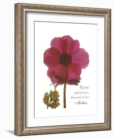 Magenta Magnolia-Albert Koetsier-Framed Premium Giclee Print