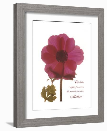 Magenta Magnolia-Albert Koetsier-Framed Premium Giclee Print