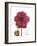 Magenta Magnolia-Albert Koetsier-Framed Premium Giclee Print