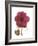 Magenta Magnolia-Albert Koetsier-Framed Premium Giclee Print