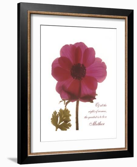 Magenta Magnolia-Albert Koetsier-Framed Premium Giclee Print