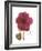 Magenta Magnolia-Albert Koetsier-Framed Premium Giclee Print