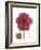 Magenta Magnolia-Albert Koetsier-Framed Premium Giclee Print