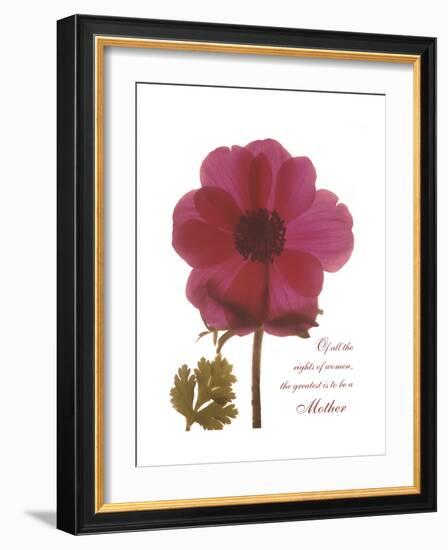 Magenta Magnolia-Albert Koetsier-Framed Premium Giclee Print