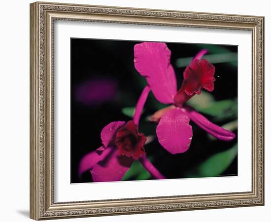 Magenta Orchid, Fiji-Dee Ann Pederson-Framed Photographic Print