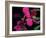 Magenta Orchid, Fiji-Dee Ann Pederson-Framed Photographic Print