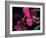 Magenta Orchid, Fiji-Dee Ann Pederson-Framed Photographic Print