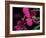 Magenta Orchid, Fiji-Dee Ann Pederson-Framed Photographic Print