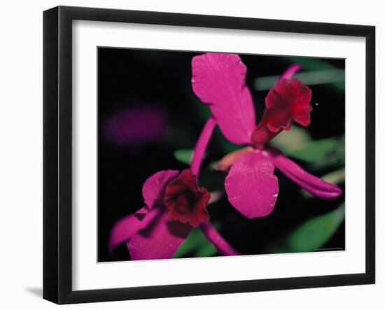 Magenta Orchid, Fiji-Dee Ann Pederson-Framed Photographic Print