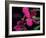 Magenta Orchid, Fiji-Dee Ann Pederson-Framed Photographic Print