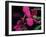 Magenta Orchid, Fiji-Dee Ann Pederson-Framed Photographic Print