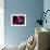 Magenta Orchid, Fiji-Dee Ann Pederson-Framed Photographic Print displayed on a wall