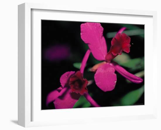 Magenta Orchid, Fiji-Dee Ann Pederson-Framed Photographic Print