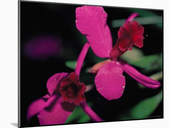 Magenta Orchid, Fiji-Dee Ann Pederson-Mounted Photographic Print
