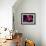 Magenta Orchid, Fiji-Dee Ann Pederson-Framed Photographic Print displayed on a wall