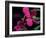 Magenta Orchid, Fiji-Dee Ann Pederson-Framed Photographic Print