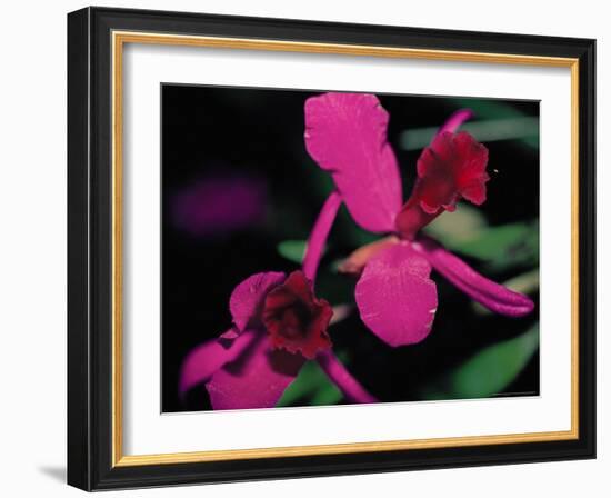 Magenta Orchid, Fiji-Dee Ann Pederson-Framed Photographic Print