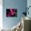 Magenta Orchid, Fiji-Dee Ann Pederson-Photographic Print displayed on a wall