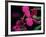 Magenta Orchid, Fiji-Dee Ann Pederson-Framed Photographic Print