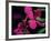 Magenta Orchid, Fiji-Dee Ann Pederson-Framed Photographic Print