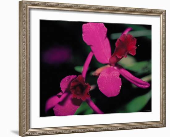 Magenta Orchid, Fiji-Dee Ann Pederson-Framed Photographic Print