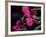 Magenta Orchid, Fiji-Dee Ann Pederson-Framed Photographic Print
