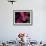 Magenta Orchid, Fiji-Dee Ann Pederson-Framed Photographic Print displayed on a wall