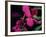 Magenta Orchid, Fiji-Dee Ann Pederson-Framed Photographic Print