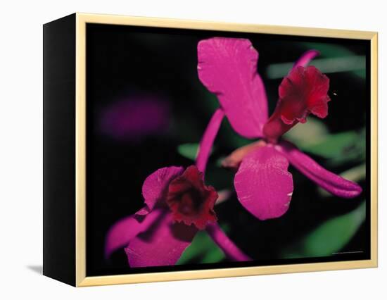 Magenta Orchid, Fiji-Dee Ann Pederson-Framed Premier Image Canvas