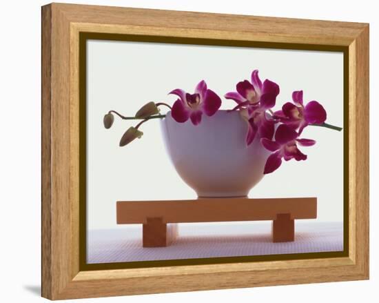 Magenta Orchids in White Bowl-Colin Anderson-Framed Premier Image Canvas