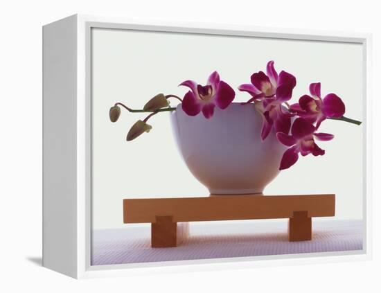 Magenta Orchids in White Bowl-Colin Anderson-Framed Premier Image Canvas