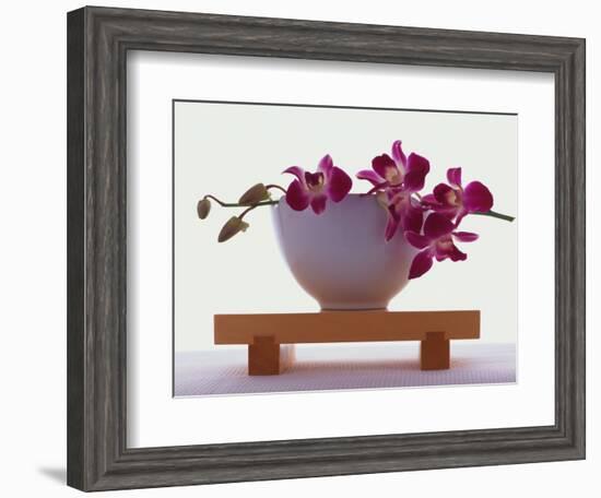 Magenta Orchids in White Bowl-Colin Anderson-Framed Photographic Print