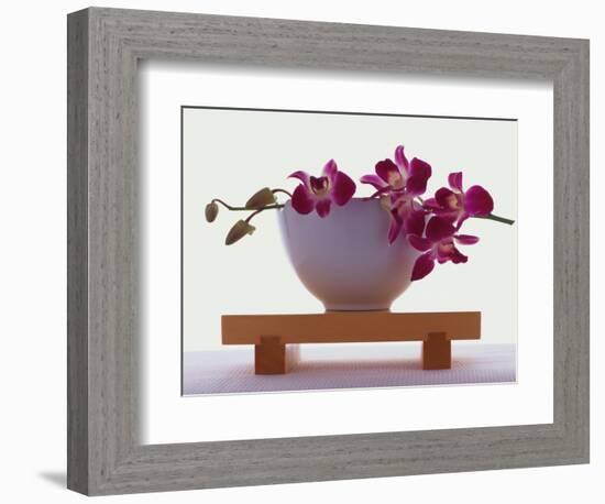 Magenta Orchids in White Bowl-Colin Anderson-Framed Photographic Print