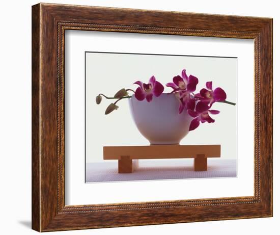 Magenta Orchids in White Bowl-Colin Anderson-Framed Photographic Print