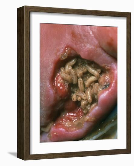 Maggots (Lucilia Sericata) Cleaning a Wound-Volker Steger-Framed Photographic Print