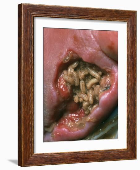 Maggots (Lucilia Sericata) Cleaning a Wound-Volker Steger-Framed Photographic Print