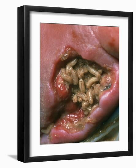 Maggots (Lucilia Sericata) Cleaning a Wound-Volker Steger-Framed Photographic Print