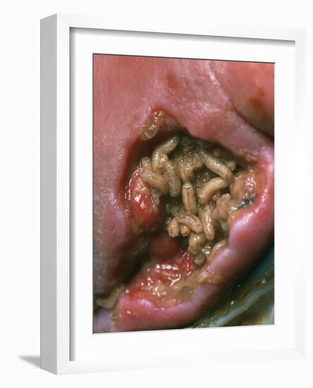 Maggots (Lucilia Sericata) Cleaning a Wound-Volker Steger-Framed Photographic Print