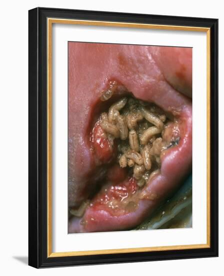 Maggots (Lucilia Sericata) Cleaning a Wound-Volker Steger-Framed Photographic Print