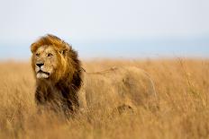 Mighty Lion Watching the Lionesses Who are Ready for the Hunt in Masai Mara, Kenya-Maggy Meyer-Framed Photographic Print