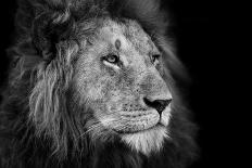 Mighty Lion Watching the Lionesses Who are Ready for the Hunt in Masai Mara, Kenya-Maggy Meyer-Photographic Print