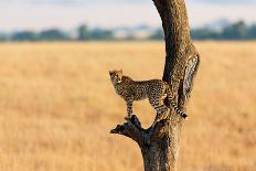 Young Cheetah in the Tree in Masai Mara, Kenya-Maggy Meyer-Framed Photographic Print