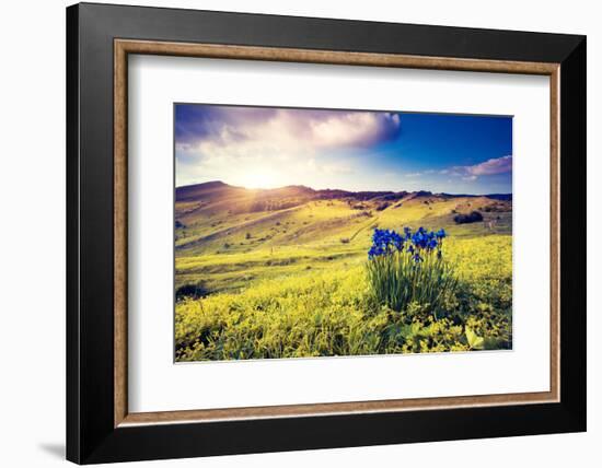 Magic Flowers in Mountain Landscape with Dramatic Overcast Sky. Carpathian, Ukraine, Europe. Beauty-Leonid Tit-Framed Photographic Print