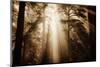 Magic Light in the Forest, California Redwoods, Coastal Trees-Vincent James-Mounted Photographic Print